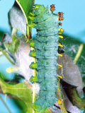Cercropia Moth Caterpillar  Eastern USA