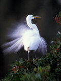 Egret Breeding Plumage  Venice  Florida  USA