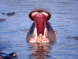 Hippos with Mouth Agape  Tanzania