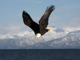 Bald Eagle Diving  Homer  Alaska  USA