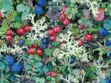 Landscape with Berries and Foliage  Alaska  USA