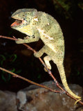 Flapneck Chameleon  Native to Southern Africa