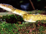 Amethystine Python  Native to Philippine Islands
