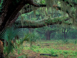 Live Oaks Covered in Spanish Moss and Ferns  Cumberland Island  Georgia  USA
