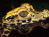 African Dwarf Crocodile Hatchlings  Native to Africa