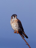 American Kestrel  Sanibel Island  Florida  USA