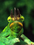Jackson's Chameleon  Native to Eastern Africa