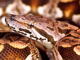 Dumeril's Boa  Native to Madagascar