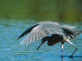 Reddish Egret Fishing in Shallow Water  Ding Darling NWR  Sanibel Island  Florida  USA