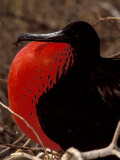 Magnificent Frigate Bird  Galapagos Islands  Ecuador
