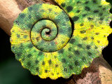 Meller's Chameleon Tail  Native to Tanzania