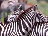 Zebras at Rest  Tanzania