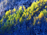 Dallas Divide  Uncompahgre National Forest  Colorado  USA