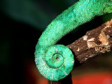 Jackson's Chameleon Tail  Native to Eastern Africa