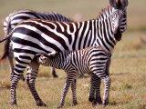 Zebra Foal Nursing  Tanzania