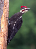 Pileated Woodpecker  Pennsylvania  USA