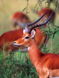 Impala  Tanzania