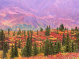 Fall Color in Denali National Park  Mt Denali  Alaska  USA