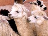 Close-up of Llamas  Cuzco  Peru