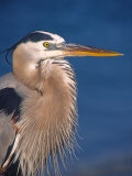 Great Blue Heron  Sanibel Island  Florida  USA