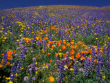 Poppies and Lupine  Los Angeles County  California  USA
