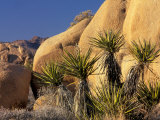 Yucca of Joshua Tree National Monument  California  USA