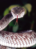 Mangrove Pit Viper  Native to Eastern India  Southern Burma
