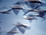 Snow Geese in Flight at the Skagit Flats  Washington  USA