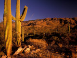 Landscape of Saguaro National Monument  Arizona  USA