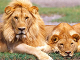 Pair of African Lions  Tanzania