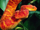 African Bush Viper