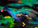 Purple Gallinule Foraging  Everglades National Park  Florida  USA