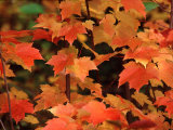 Sugar maple leaves in fall  Vermont  USA