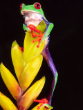 Red Eye Tree Frog on Bromeliad  Native to Central America
