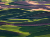 Scene at Dawn from Steptoe Butte  Palouse  Washington  USA