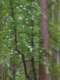 Flowering dogwood tree Yosemite National Park  CA