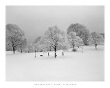 Prospect Park Trees