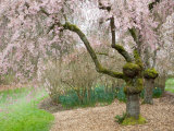 Cherry Trees Blossoming in the Spring  Washington Park Arboretum  Seattle  Washington  USA