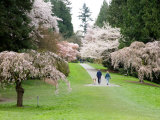 Cherry Trees Blossoming in the Spring  Washington Park Arboretum  Seattle  Washington  USA