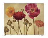 Springs Perfection I