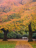Quad in Autumn  University of Washington  Seattle  Washington  USA