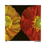 Red & Yellow Poppy II