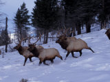 Elk or Wapiti  Yellowstone National Park  Wyoming  USA