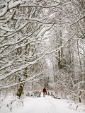Trail and Hiker in Winter  Tiger Mountain State Forest  Washington  USA