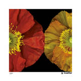 Red & Yellow Poppy I