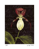 Orchid