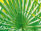 Palm Leaf