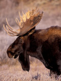 Bull Moose  Grand Teton National Park  Wyoming  USA