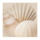 Shells III