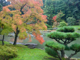 Autumn Color at the Japanese Garden  Washington Park Arboretum  Seattle  Washington  USA
